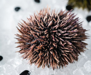 Морской еж живой