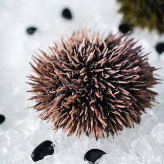 Морской еж живой