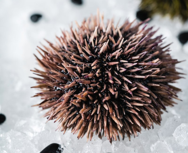 Морской еж живой фото