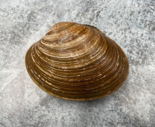 Каллиста живая, 1 кг