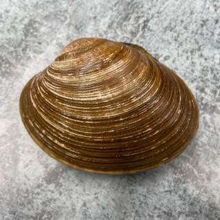 Каллиста живая