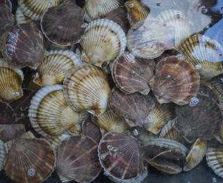 Гребешок приморский живой, 1 кг