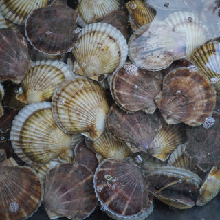 Гребешок приморский живой, 1 кг