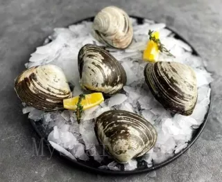 Спизула живая