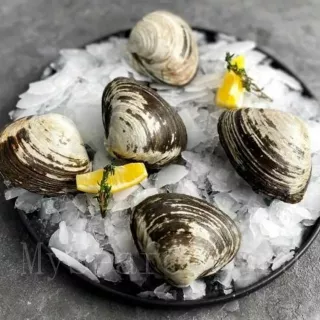 Спизула живая