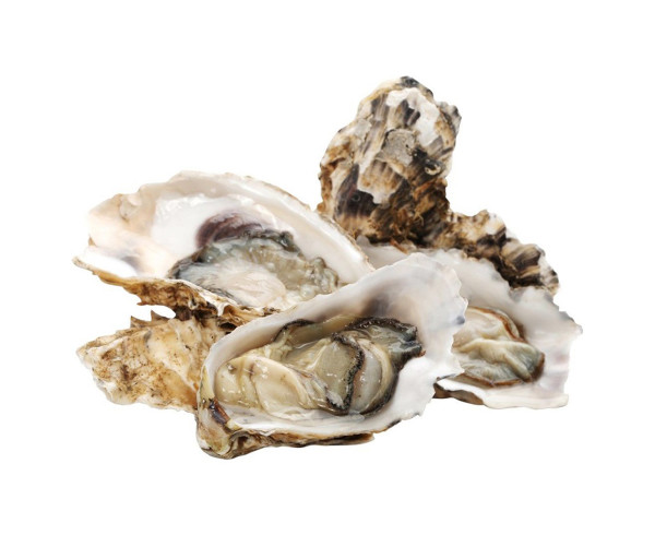 Устрицы Хасанские живые 200/300 фото